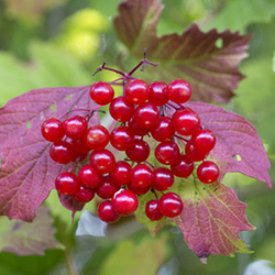 guelder rose berries